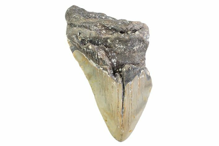 Partial, Fossil Megalodon Tooth - North Carolina #373175